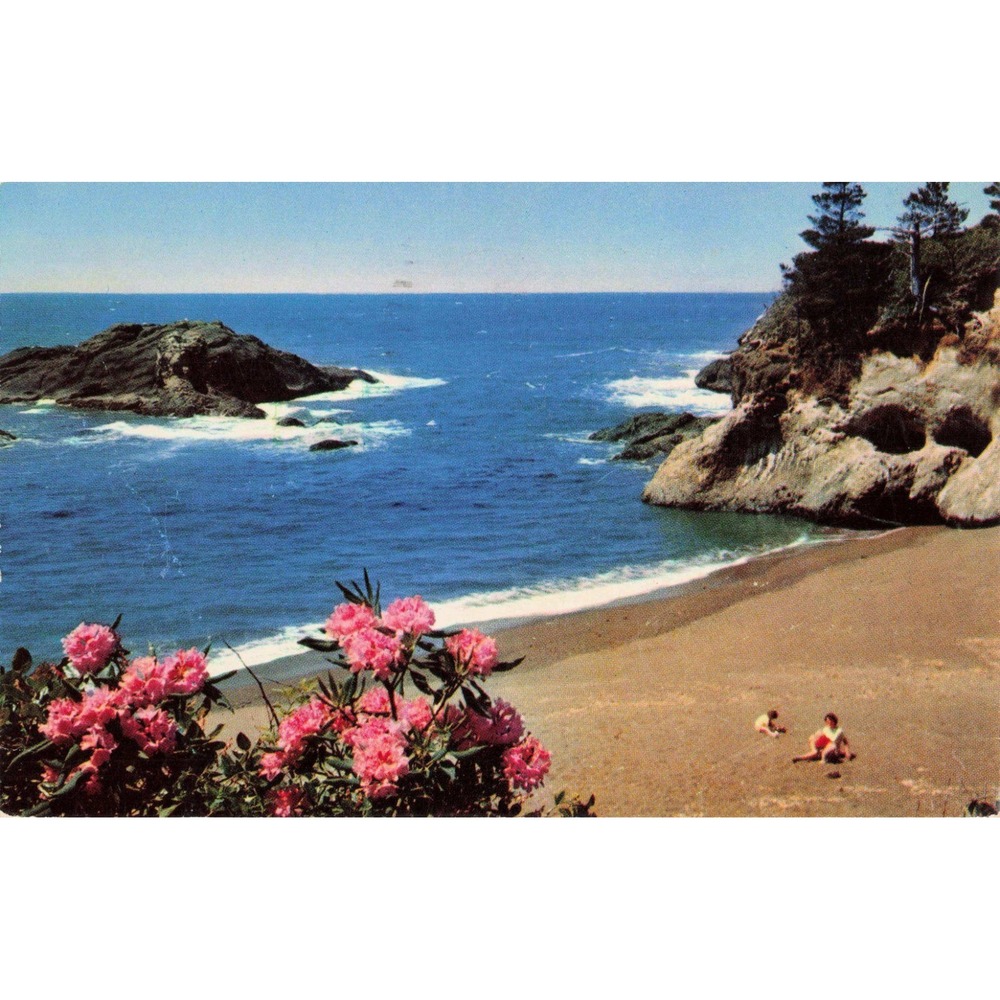 Vintage 1962 Pacific Ocean Seacoast Oregon Postcard Rhododendrons Walt Dyke C-41